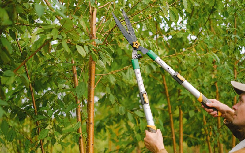 Tree trimming in La Salle, MN